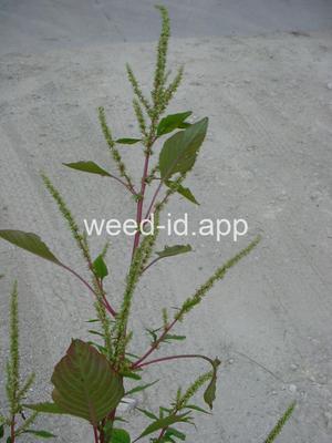 amaranth, spiny