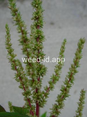 amaranth, spiny