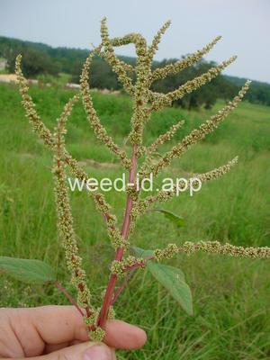 amaranth, spiny