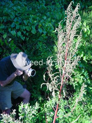waterhemp, tall