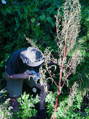 waterhemp, tall