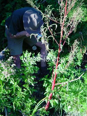 waterhemp, tall