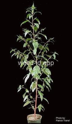waterhemp, tall