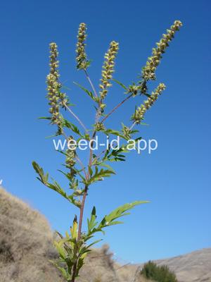 ragweed, common