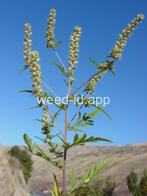 ragweed, common