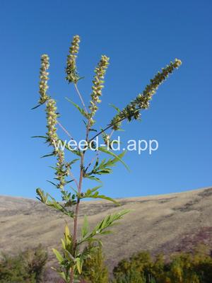 ragweed, common