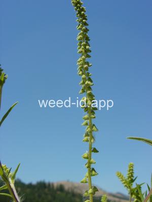 ragweed, common