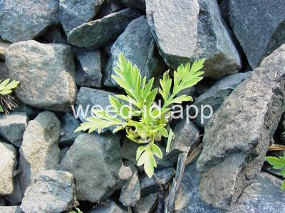 ragweed, common