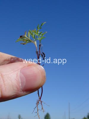 ragweed, common