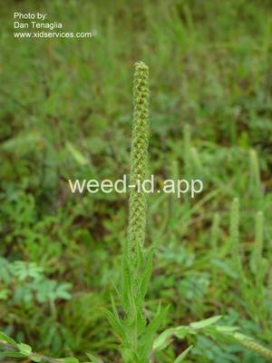 ragweed, lanceleaf