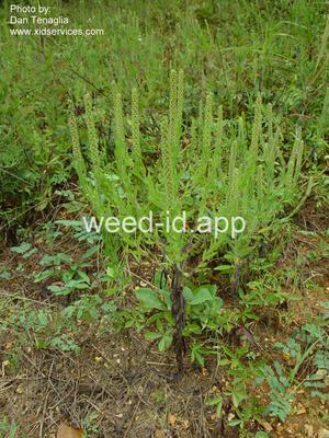 ragweed, lanceleaf