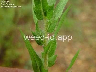 ragweed, lanceleaf