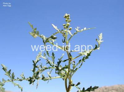 bursage, skeletonleaf