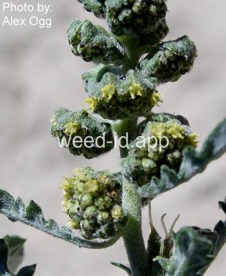 bursage, skeletonleaf