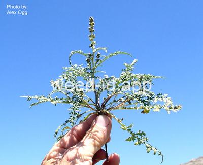 bursage, skeletonleaf