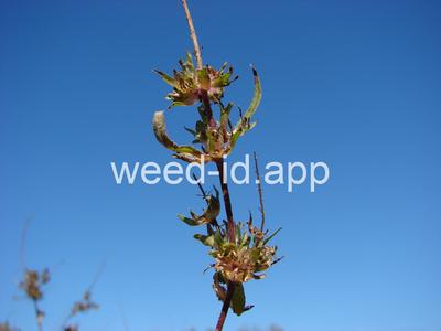 ragweed, giant