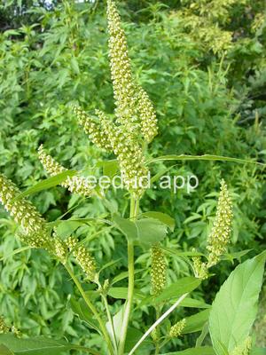 ragweed, giant