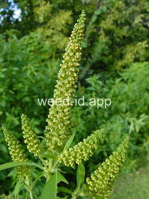 ragweed, giant