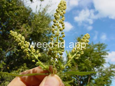 ragweed, giant