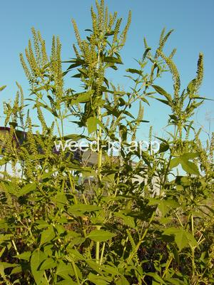 ragweed, giant