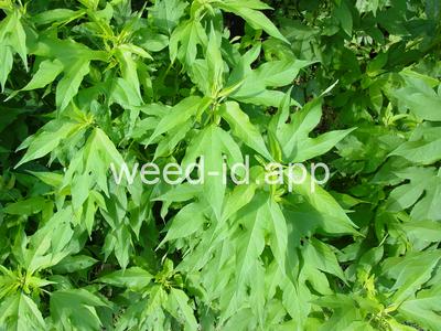 ragweed, giant