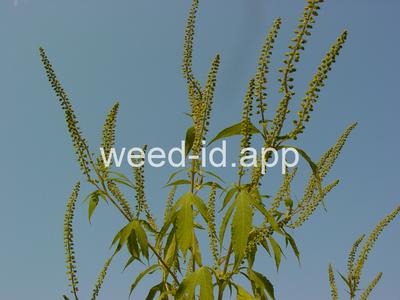 ragweed, giant