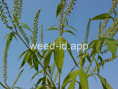 ragweed, giant
