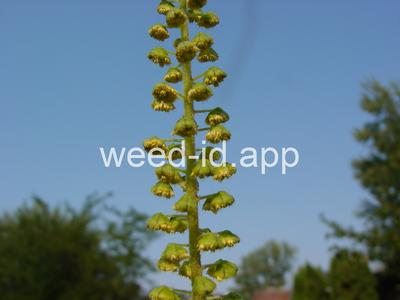 ragweed, giant