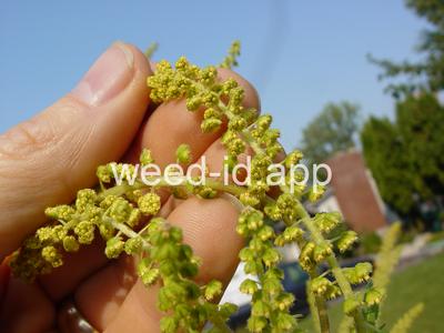 ragweed, giant