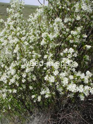 serviceberry