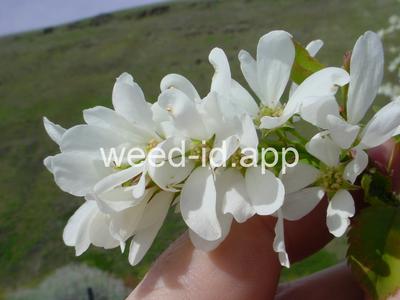 serviceberry