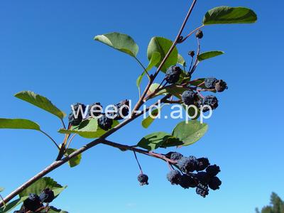 serviceberry