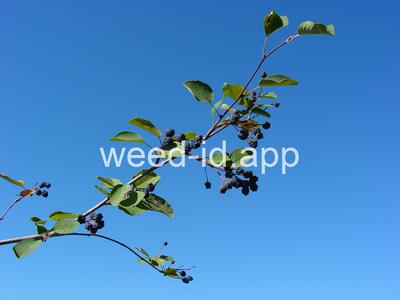 serviceberry