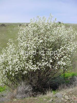 serviceberry