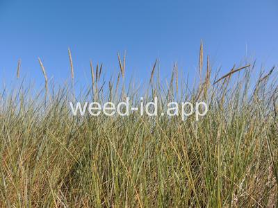 Ammophila arenaria