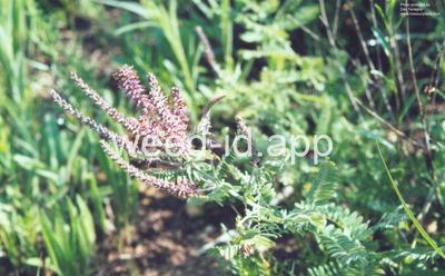 leadplant