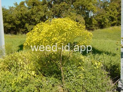 broomweed, common