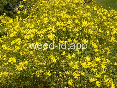 broomweed, common
