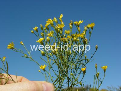 broomweed, common
