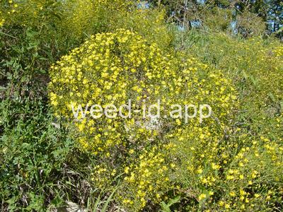 broomweed, common