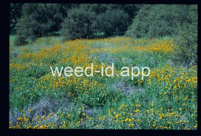 Amsinckia douglasiana