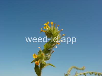 fiddleneck, tarweed