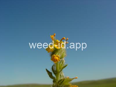 fiddleneck, tarweed