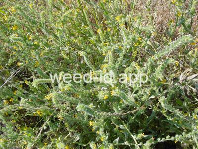 fiddleneck, tarweed