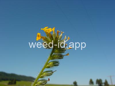 fiddleneck, tarweed