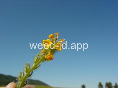 fiddleneck, tarweed