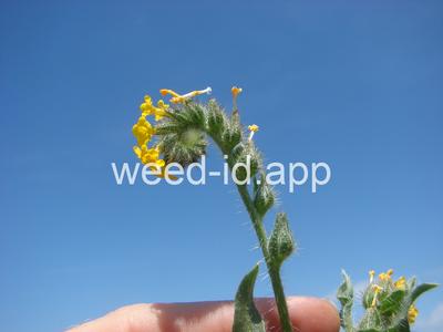 fiddleneck, tarweed