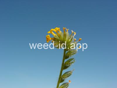 fiddleneck, tarweed