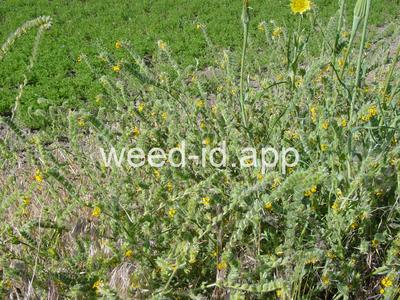 fiddleneck, tarweed