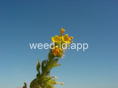 fiddleneck, tarweed